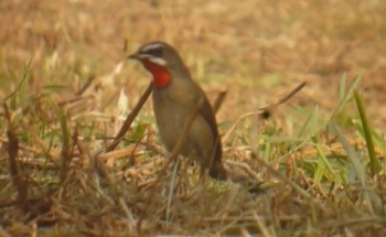 Bird watching in Thailand, Siberian Rubuthroat