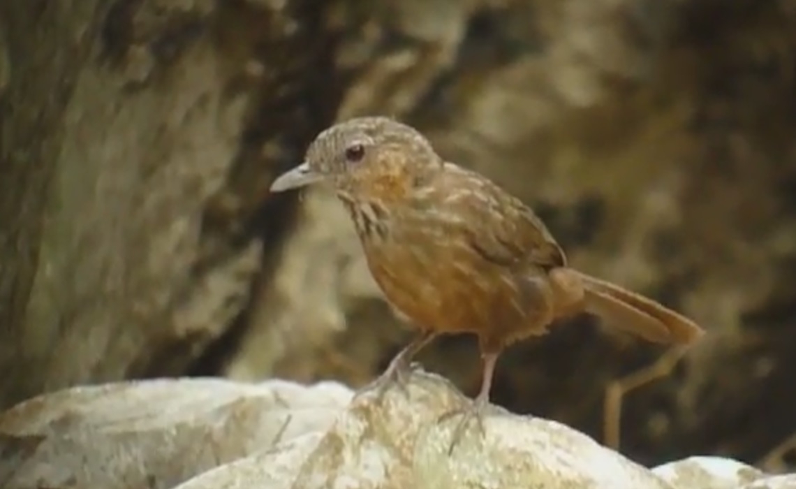 Bird watching Thailand, Limestone Wren-Babbler