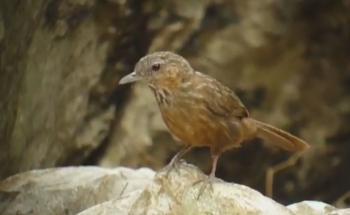 Bird watching Thailand, Limestone Wren-Babbler