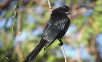 birding tour , Greater Racket-tailed Drongo