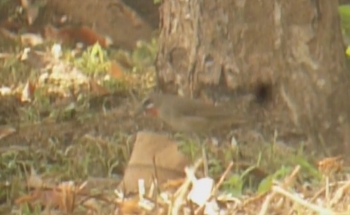 Bird photography in Thailand,Siberian Rubythroat