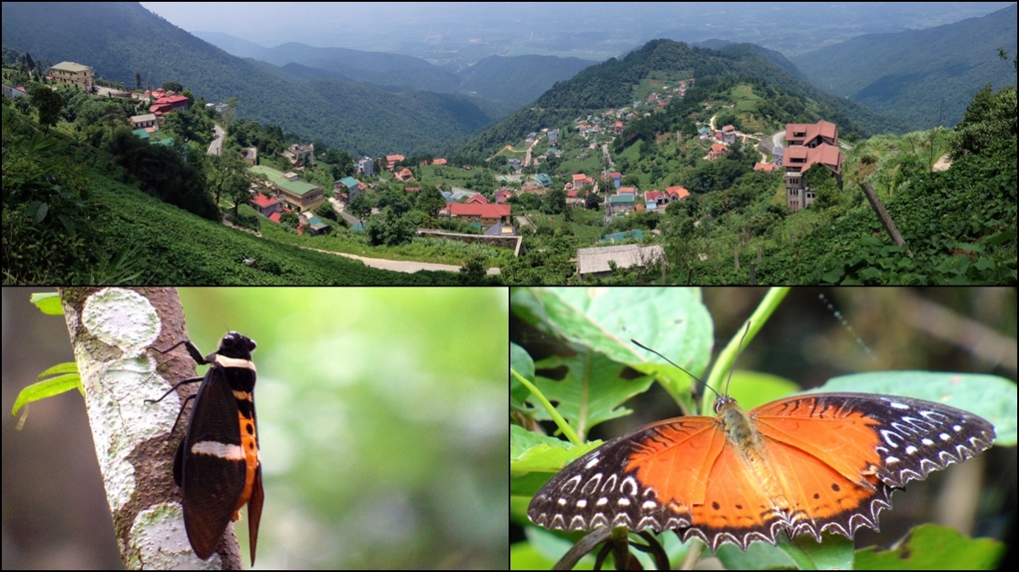 VN05 Tam Dao NP.