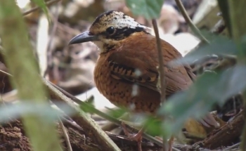 Bird photography tour in Thailand,Eared Pitta
