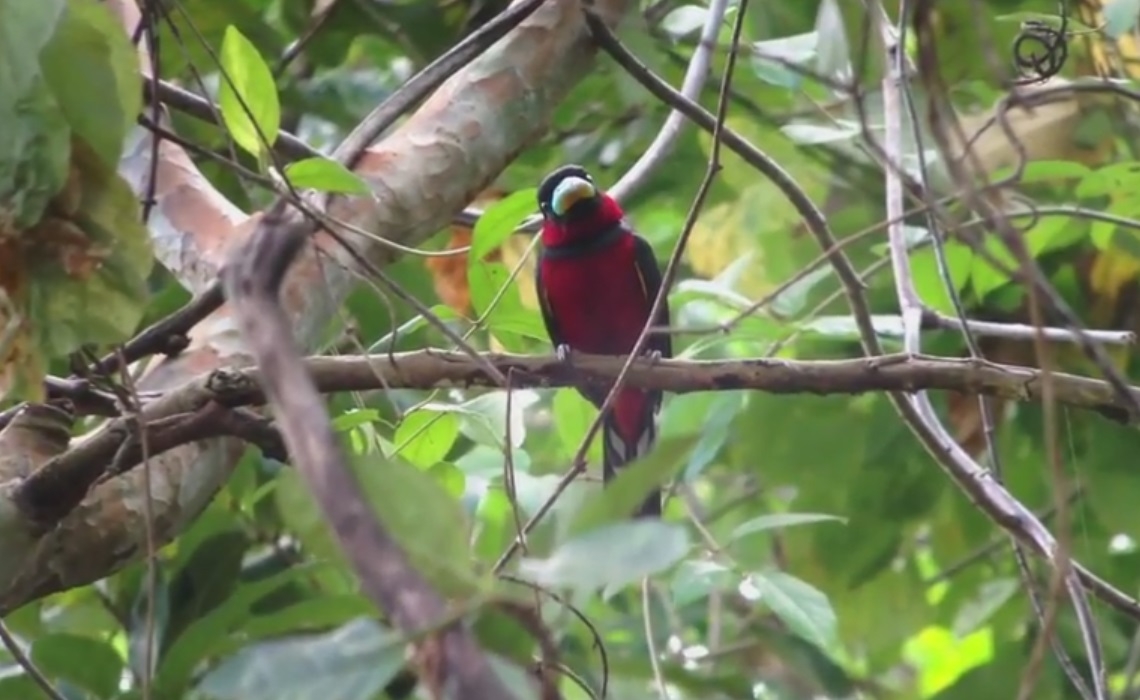 Birding Tour Thailand,Wild Bird Eco Tour