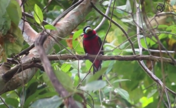 Birding Tour Thailand,Wild Bird Eco Tour