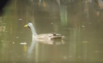 Bird watching Thailand, Marked Finfoot