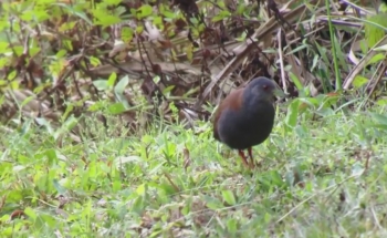 Bird watching Thailand, Black-tailed Crake