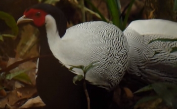 Bird watching Thailand, Silver Pheasant