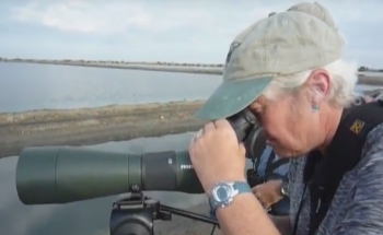 Bird Watching &amp; Photography Thailand, Spoon bill Sandpiper