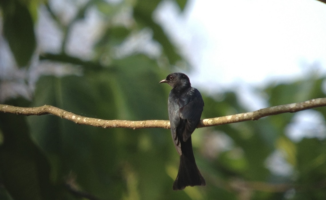 Hiroo Itaya , Japan Birding in Thailand