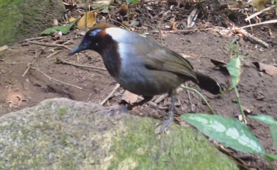 Bird Photography Thailand ,White - neacked Laughingthrush.