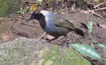 Bird Photography Thailand ,White - neacked Laughingthrush.
