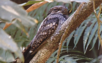 Bird Watching Thailand, Grey nightjar