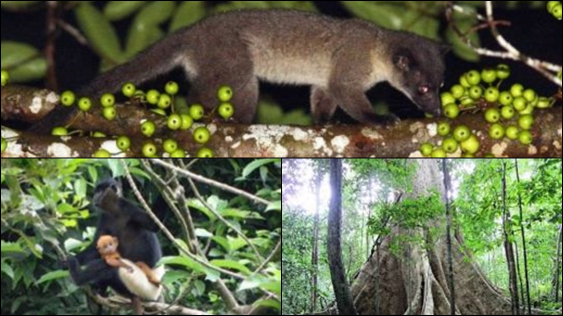 VN01 Cat Tien NP.