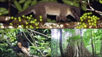 VN01 Cat Tien NP.
