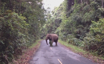 Wild Bird Eco Tour ,Asian Elephant in Thailand