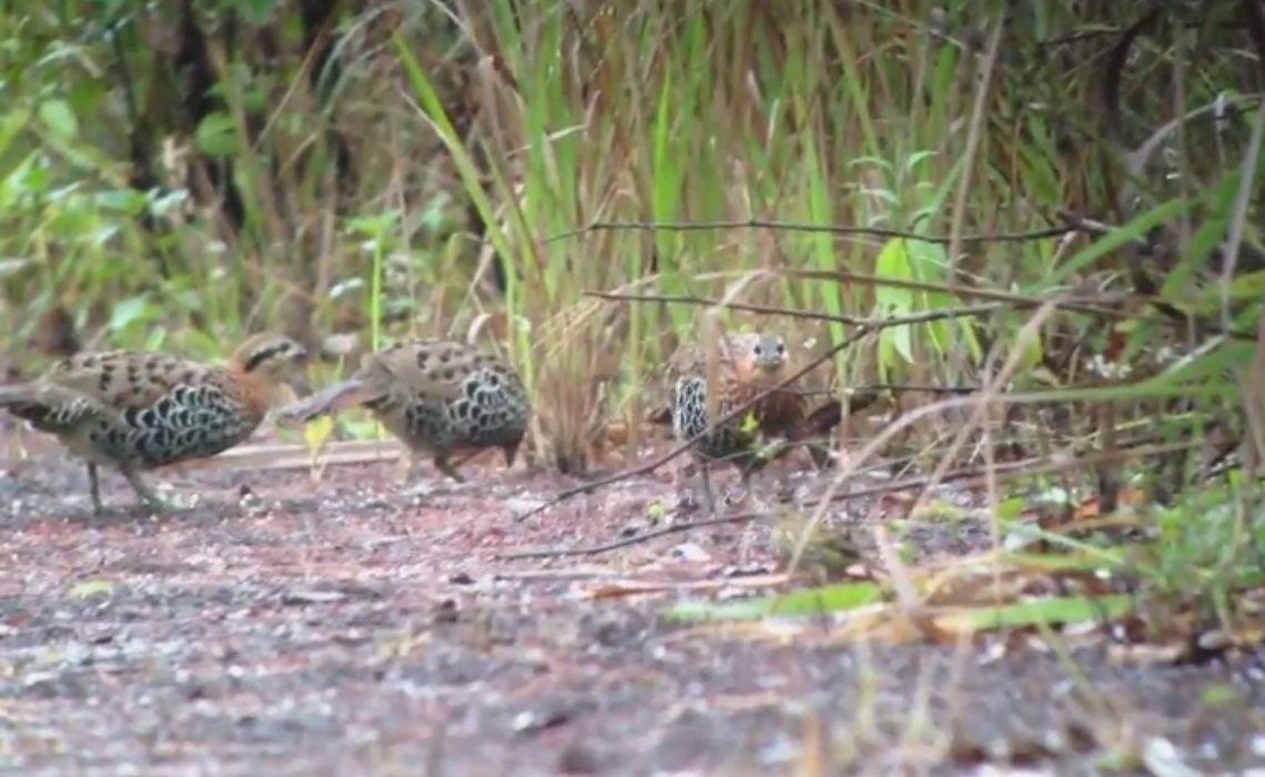 Bird photography tour Thailand, Wild Bird Eco Tour