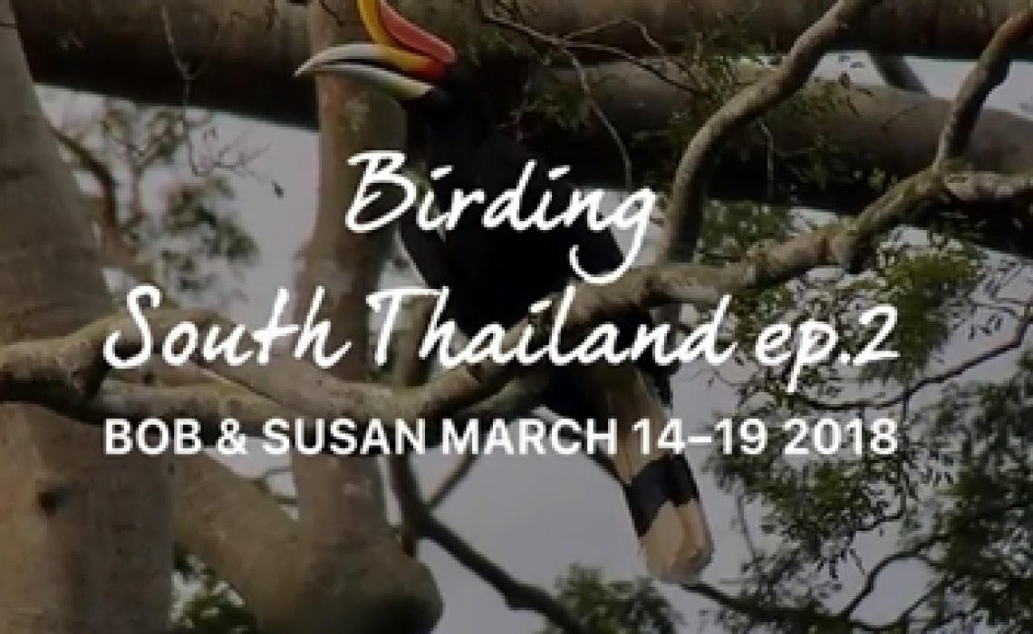 American birders, March 2018 Ep.2