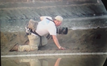 Spoonbill Snadpiper in Thailand 2013