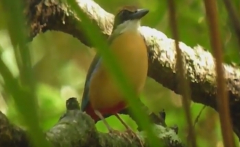 Bird Photography Thailand, Mangrove Pitta